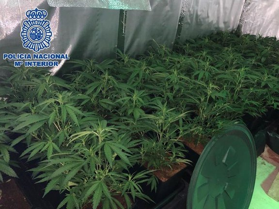 foto de archivo de plantas de marihuana incautadas por la Policía
