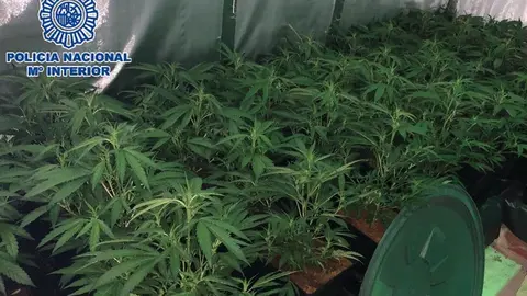 foto de archivo de plantas de marihuana incautadas por la Policía