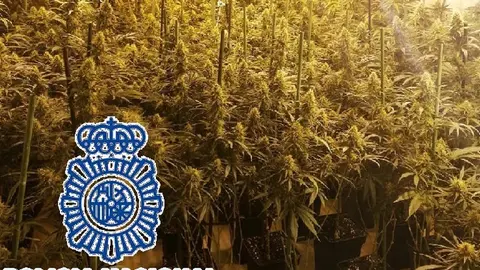 Foto de los cultivos