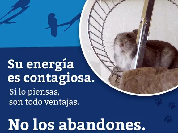 Cartel contra el abandono de animales