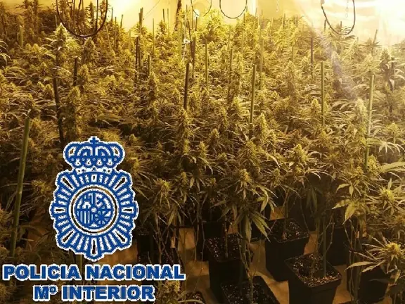 Foto de los cultivos