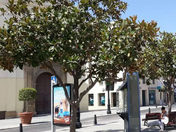 Magnolios de las Carmelitas