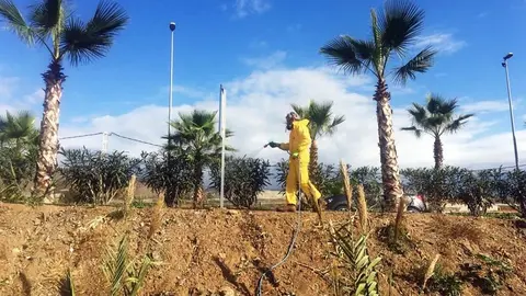 Actuación Prevención Mosquitos