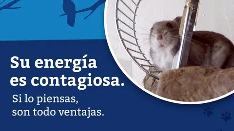Cartel contra el abandono de animales