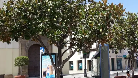 Magnolios de las Carmelitas