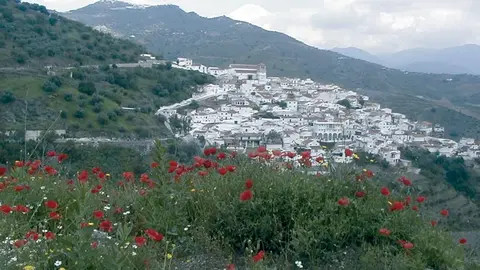 Cútar