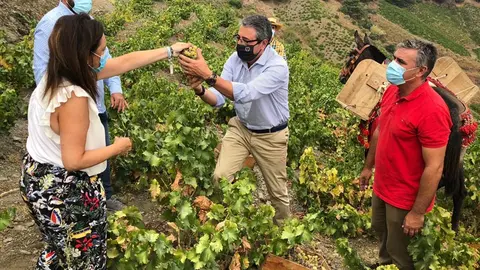 Salado y Yuste en una viña