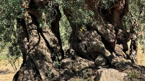 Olivo milenario de Periana